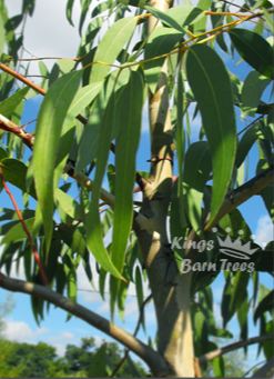 Eucalyptus rubida ssp rubida - Candle Bark Gum