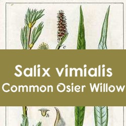 About Salix viminalis 