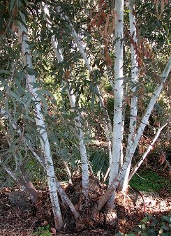 Eucalyptus saxatilis - Suggan Buggan Gum