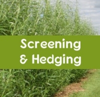 Hedging & Screening
