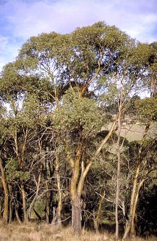 Eucalyptus stellulata - Black Sally