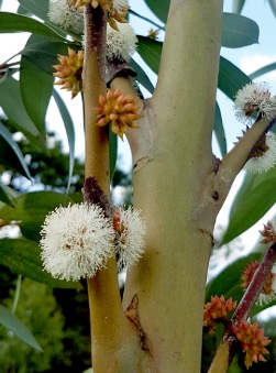 Eucalyptus stellulata - Black Sally