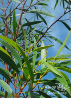 Eucalyptus stricta - Blue Mountains Mallee Ash