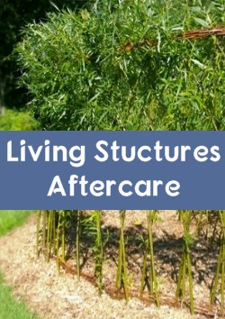 Living Willow Structures