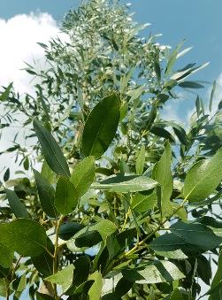 Eucalyptus subcrenulata - Alpine Yellow Gum