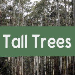 Tall Trees