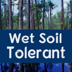 Wet Soils