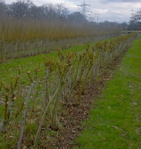 Photo Of Pollarded Willow Row After Harvest