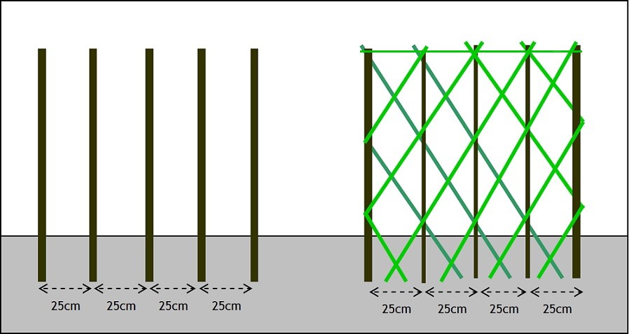 Planting Diagram of Hedge Styles for Gardens
