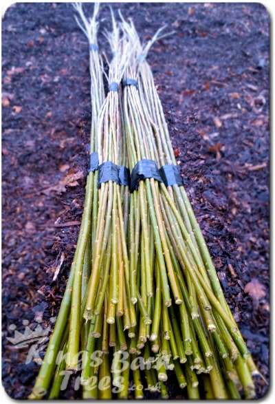 Living Willow Rods & Whips For Sale. Where Can I Buy? Online Shop UK.