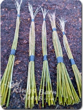 Willow Whips - Salix Viminalis