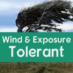 Wind & Exposure