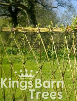 Living Willow Fedge (Fence) Kit - per metre