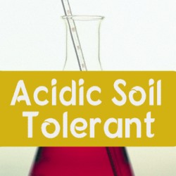 Acidic Soils