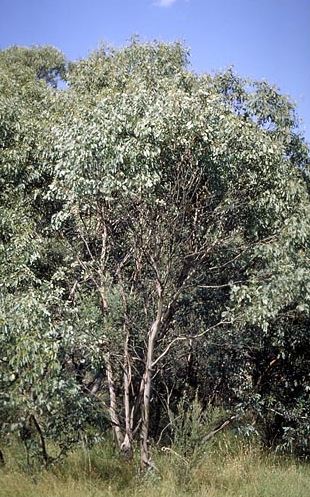 Eucalyptus camphora - Swamp Gum