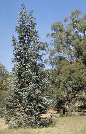 Eucalyptus cordata - Heart Leaved Silver Gum