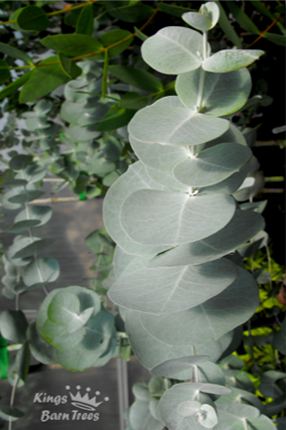 Eucalyptus glaucescens - Tingiringi Gum
