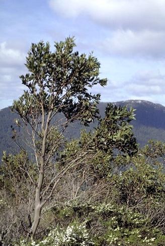 Eucalyptus kitsoniana - Gippsland Mallee 