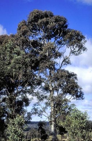 Eucalyptus Mitchelliana 3 Litre Mature Plant Eucalyptus Mitchelliana 3 Litre Mature Plant