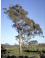 Eucalyptus rubida ssp rubida - Candle Bark Gum - view 1