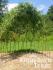 Living Willow Arbour Kits  - view 3