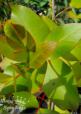Eucalyptus kitsoniana - Gippsland Mallee - view 1
