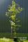 Eucalyptus kitsoniana - Gippsland Mallee  - view 6