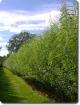Willow Setts - Salix Viminalis - view 2