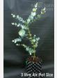 Eucalyptus gunnii ssp divaricata - Blue ice cider gum - view 5