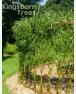 Living Willow Fedge (Fence) Kit - per metre - view 5