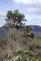 Eucalyptus kitsoniana - Gippsland Mallee  - view 1