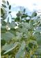 Eucalyptus archeri - Alpine Cider Gum - view 6
