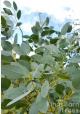 Eucalyptus archerii - Alpine Cider Gum - view 6