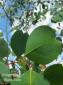 Eucalyptus camphora ssp. camphora - Swamp Gum - view 1