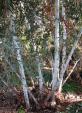 Eucalyptus saxatilis - Suggan Buggan Gum - view 1