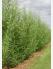 Living Willow Double Row Hedge Kit - per metre - view 4