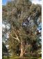 Eucalyptus gunnii ssp divaricata - Blue Ice Cider Gum - view 3