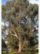 Eucalyptus gunnii ssp divaricata - Blue ice cider gum - view 3