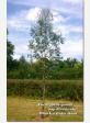 Eucalyptus gunnii ssp divaricata - Blue ice cider gum - view 2