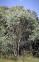 Eucalyptus camphora - Swamp Gum - view 1