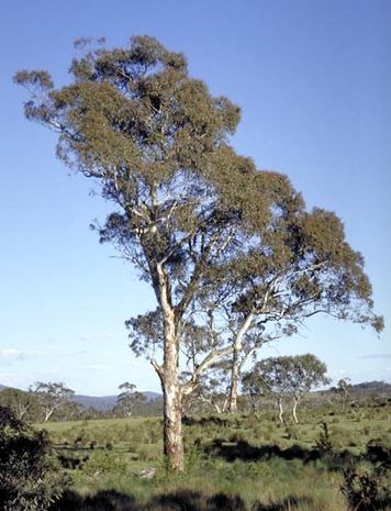 Eucalyptus rubida ssp rubida - Candle Bark Gum